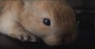 Cute Alert: Baby Bunny